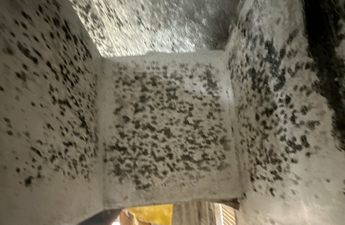 Bleach Kills Mold