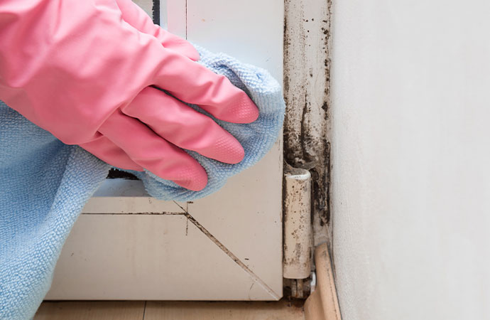 Find Mold Spores