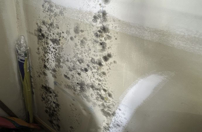 Mold Damage Cleanup