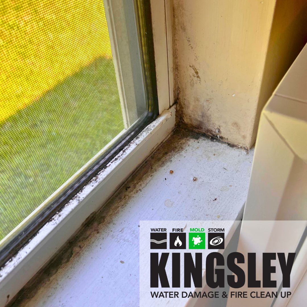 Severe Window Mold Infestation