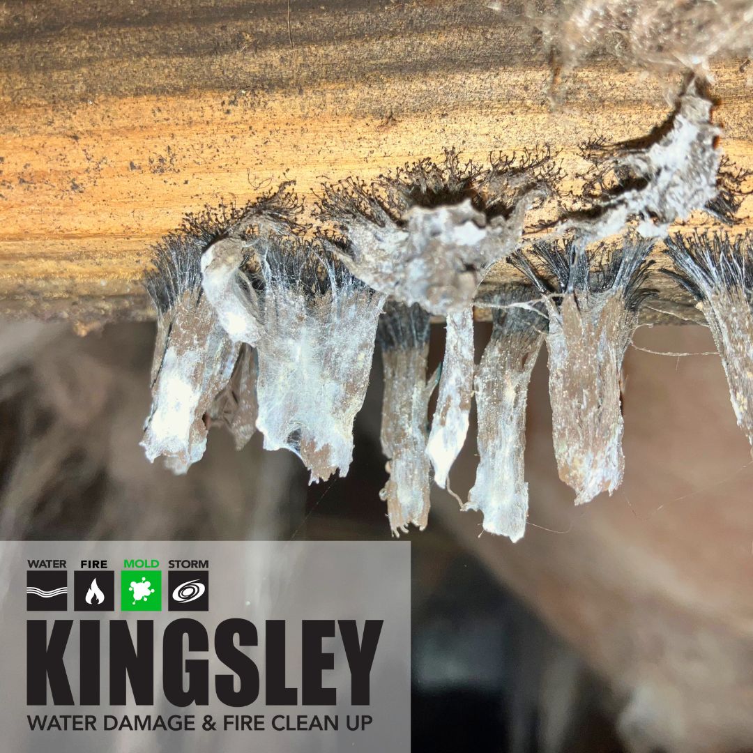 Moldy Crawlspace Cobwebs