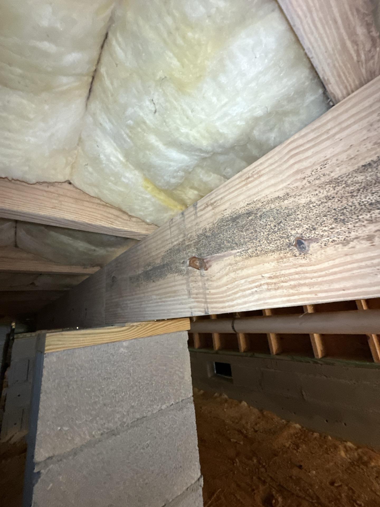 Mold Clean Up in Crawlspace