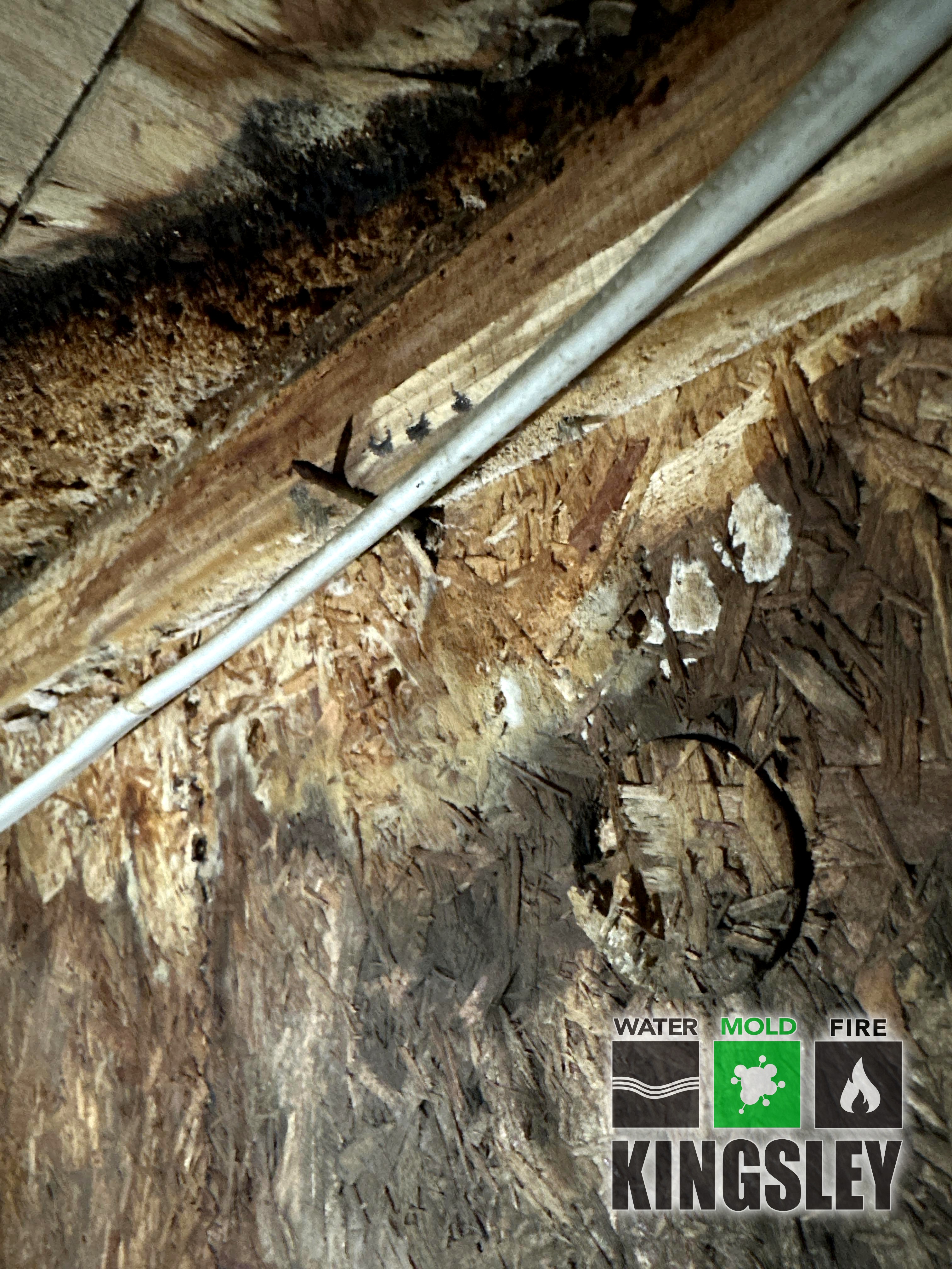 kingsley crawlspace joist wood rot fungal cleanup lexington sc