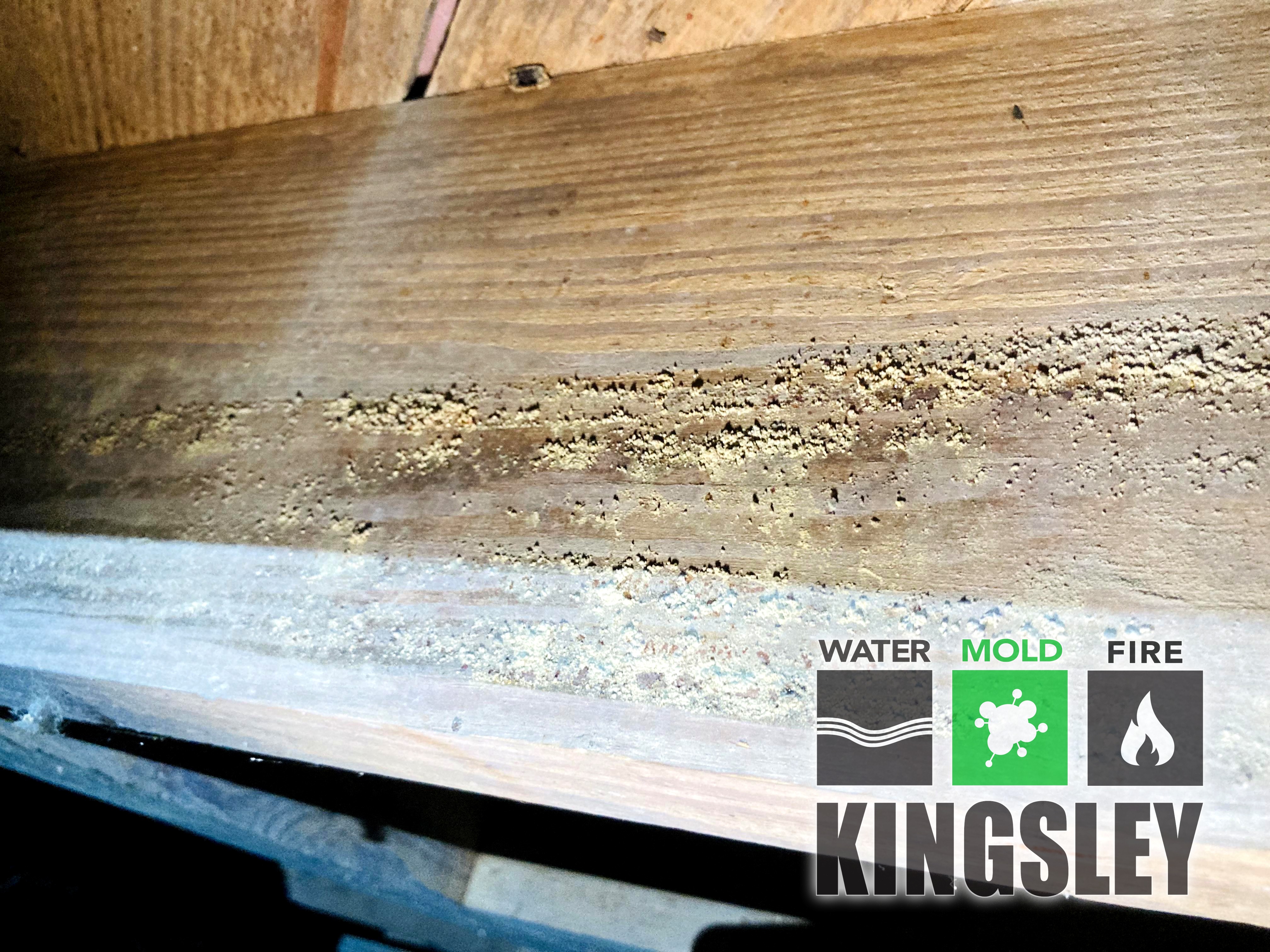 Structural Beam Mold Remediation