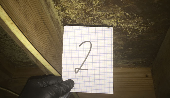 Mold Inspection & Identification