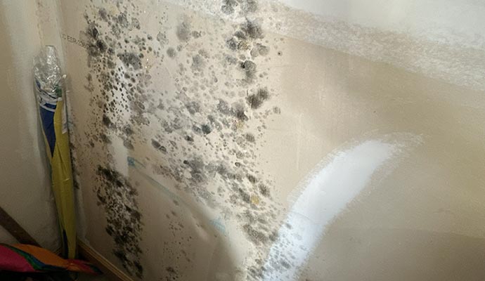 A close-up view of an interior drywall surface heavily covered in clusters of dark black and grey mold spores