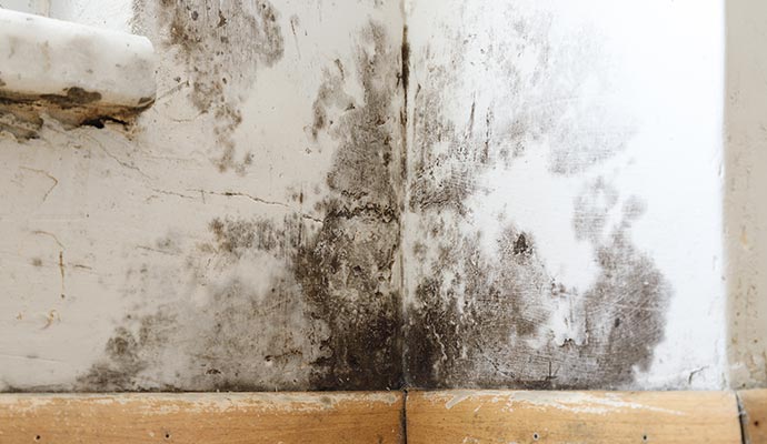 Black mold growth on wall