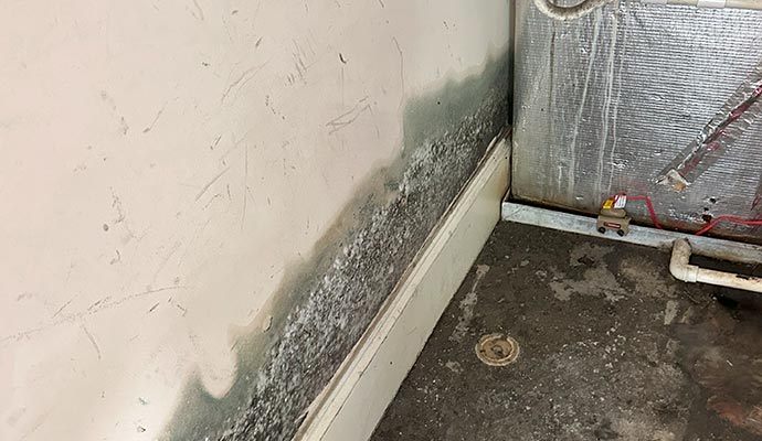 Mold growth on the wall after sewage damage