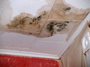 molds due to water damage at home