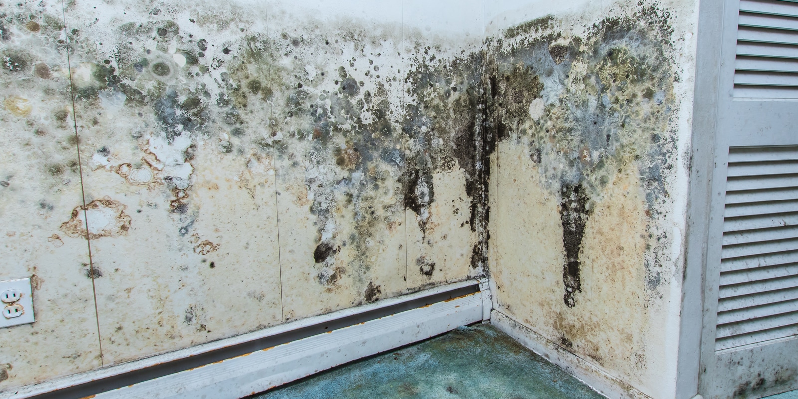 can my walls grow mold after water damage