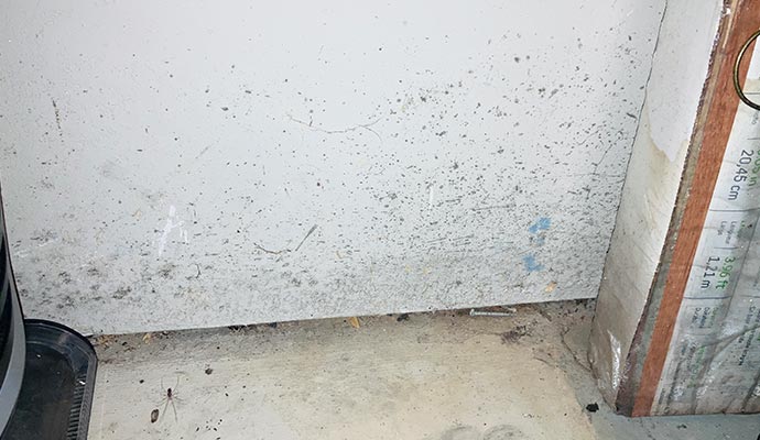 Visible mold on wall